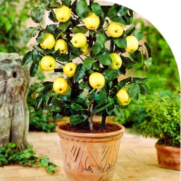 For planting fruit trees and berry bushes